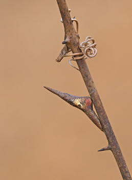 Falcate Orangetip chrysalis